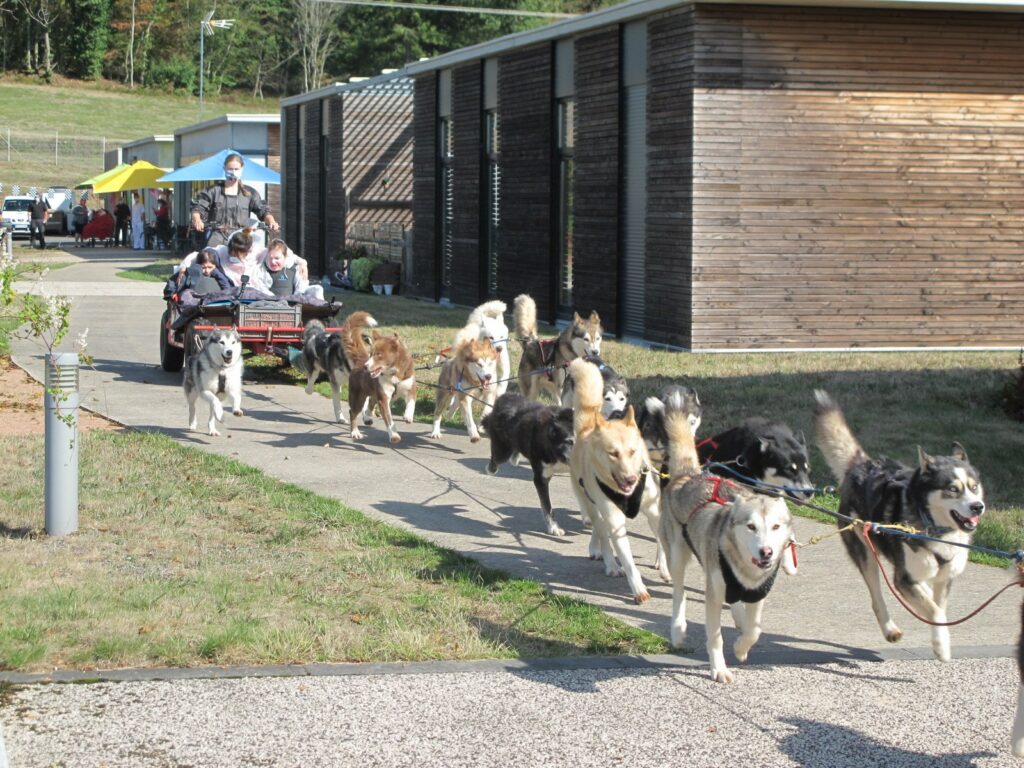A Pas de Loups balade en kart traction animale chiens de traineaux