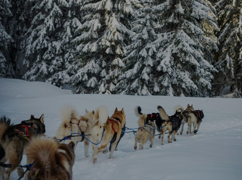 A Pas de Loups balade chiens de traineaux activité neige hiver