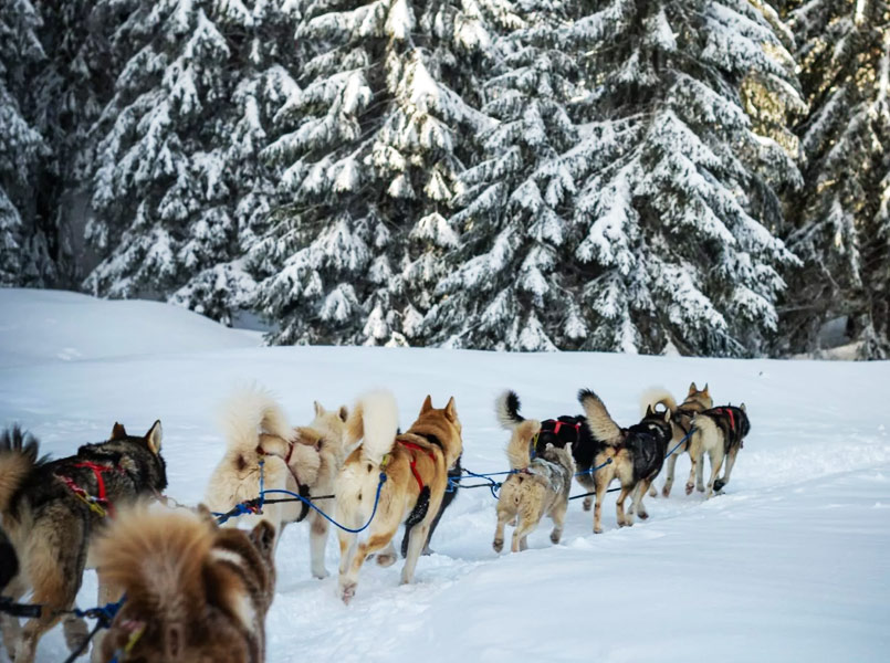 A Pas de Loups chiens de traineaux balade découverte musher