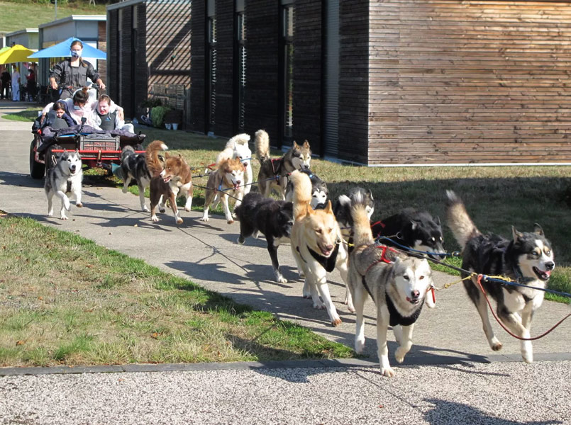 A pas de loups balade en kart traction chiens loups