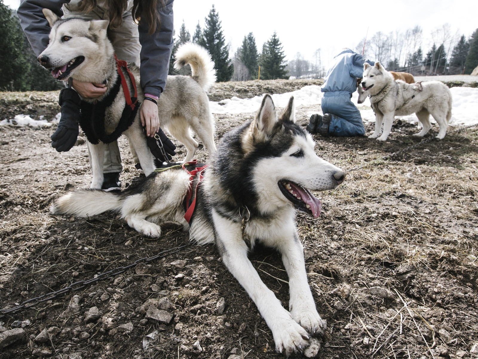 A Pas de loups venez nous rencontrer