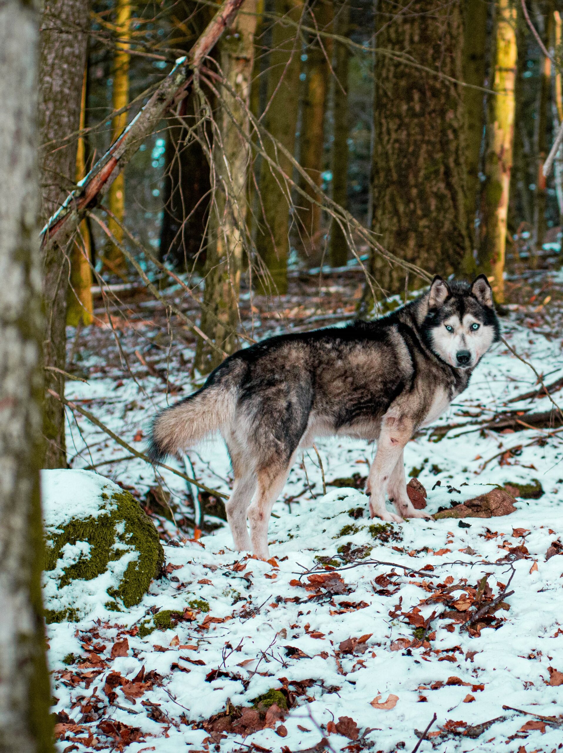a-pas-de-loups-chiens-kart-traineau