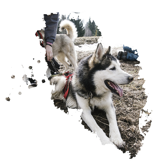 a-pas-de-loups-activite-et-projets-specifique