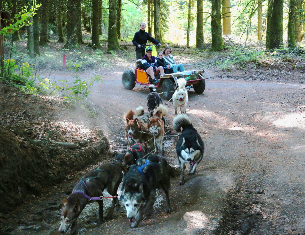 a-pas-de-loups-kart-balade-chiens