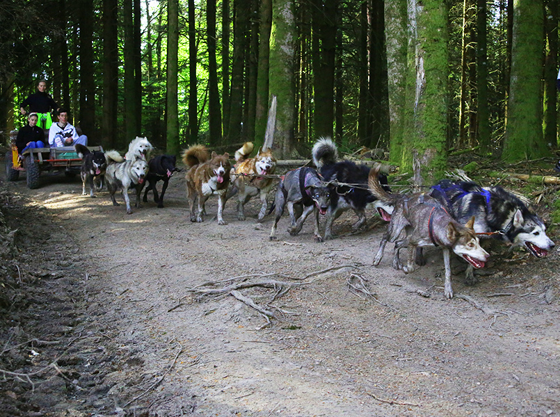 balade-kart-chiens-a-pas-de-loups-chiens