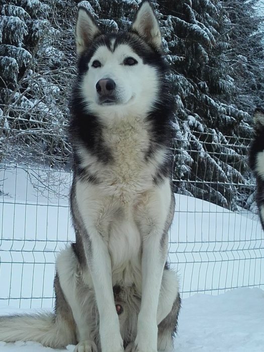 A Pas de Loups chiens de traineaux chiens neige assis