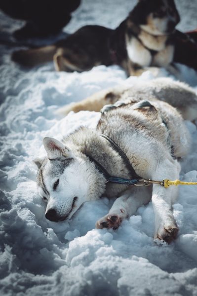 A Pas de Loups activité balade chiens de traineaux jura