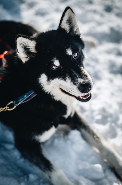 A Pas de Loups chiens de traineaux chiens neige allongé regard