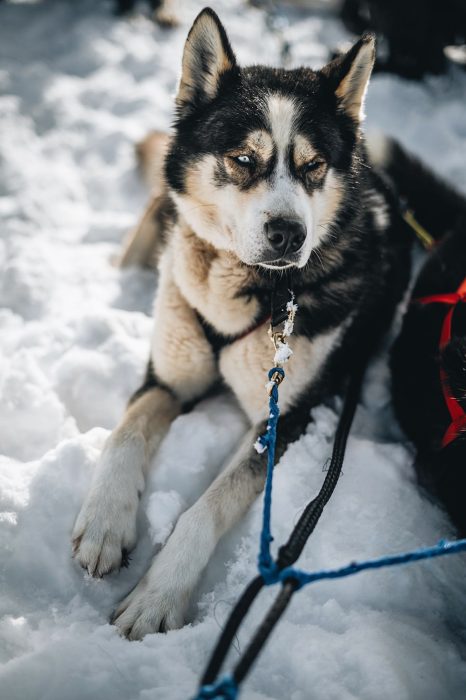 A Pas de Loups chiens de traineaux chiens neige allongé