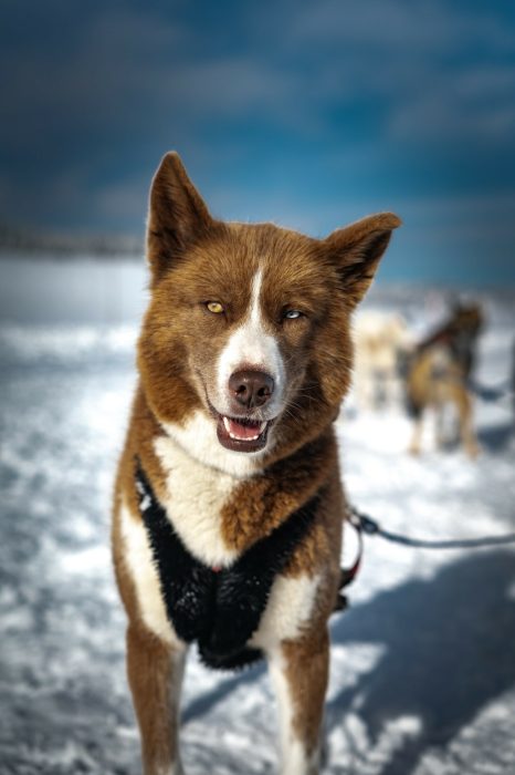 A Pas de Loups chiens de traineaux chiens neige face chiens