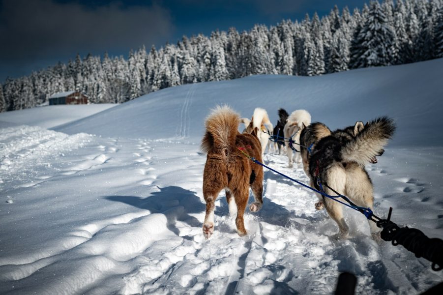 A Pas de Loups activité balade chiens de traineaux france