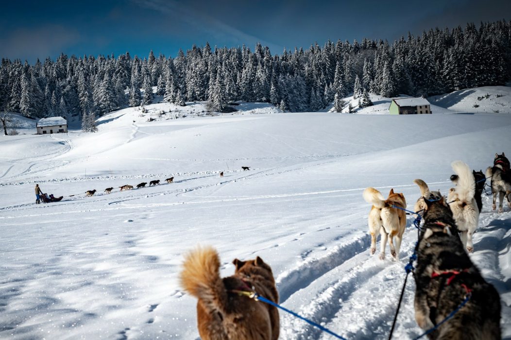 A Pas de Loups balade chiens de traineaux activité hiver