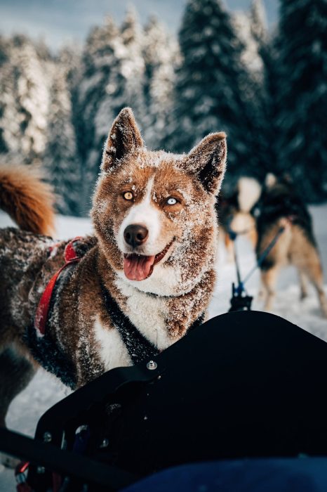 A Pas de Loups chiens de traineaux chiens hivers face chiens