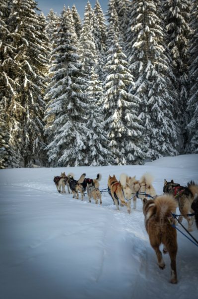 A Pas de Loups chiens de traineaux traction animale en hiver en foret