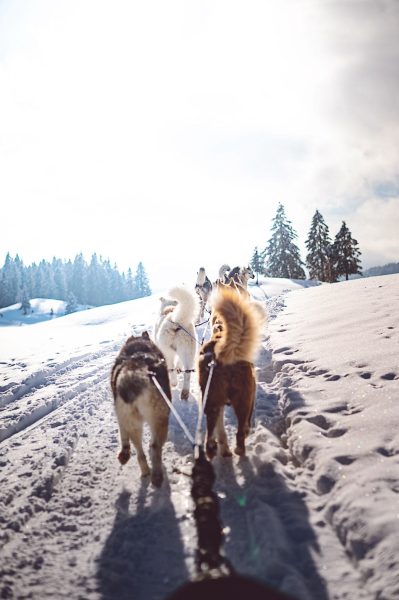 A Pas de Loups chiens de traineaux traction animale en hiver