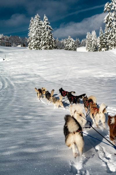 A Pas de Loups chiens de traineaux balade découverte en traineaux dans la neige
