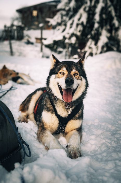 A Pas de Loups chiens de traineaux chiens couché neige