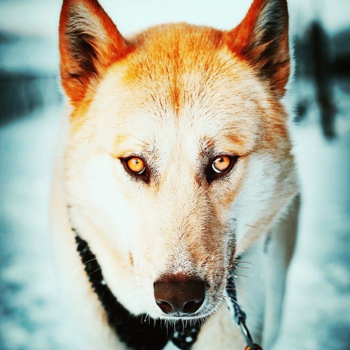 A Pas de Loups chiens de traineaux chiens visage