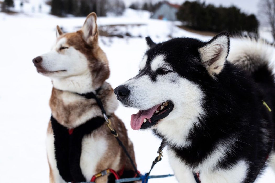 A Pas de Loups chiens de traineaux préparation attelage neige face chien