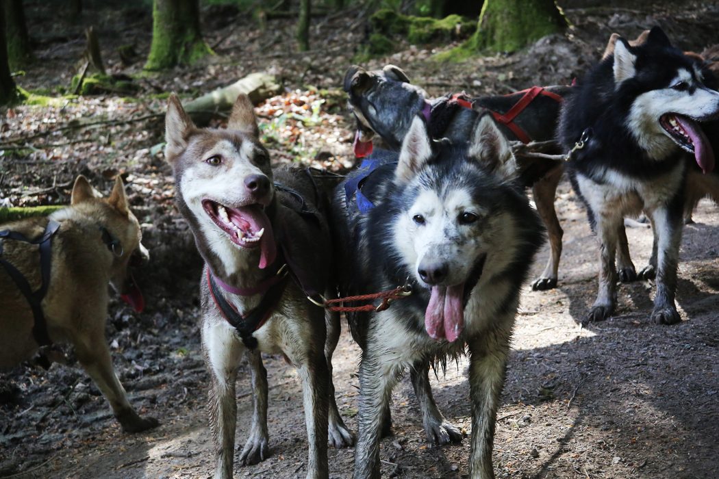 a-pas-de-loups-chiens-cani-balade-groupe-scolaire