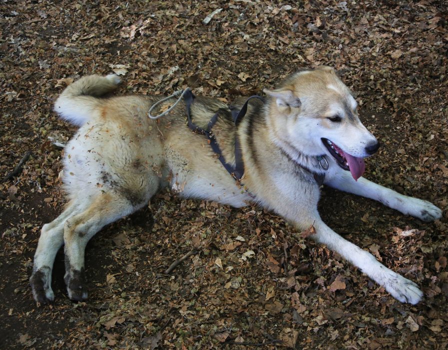 a-pas-de-loups-chiens-evg-evjf-kart-balade