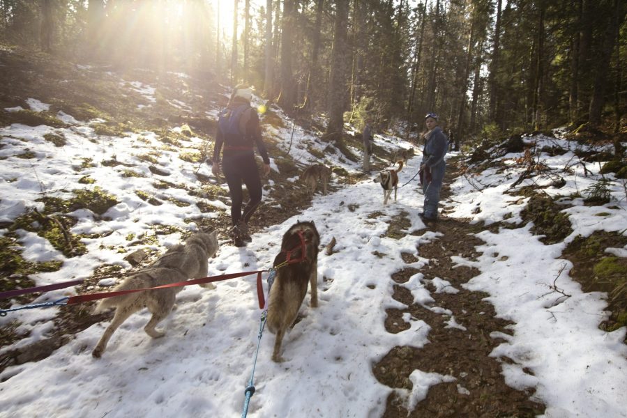A Pas de Loups activité traction cani-balade