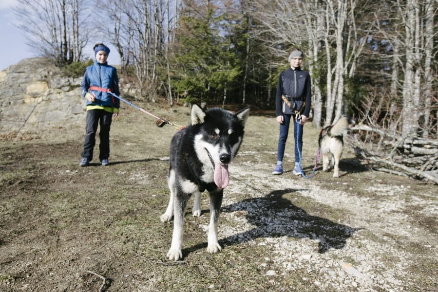 A Pas de Loups cani-balade activité hors neige