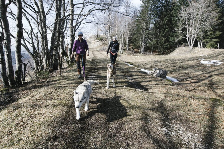 A Pas de Loups cani-balade activité printemps été automne