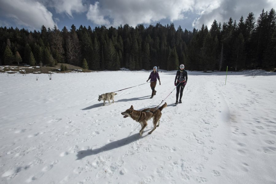 A Pas de Loups activité traction animale cani-balade avec chiens de traineaux