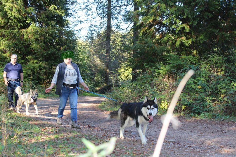 A Pas de Loups activité cani-balade marche avec chiens loups
