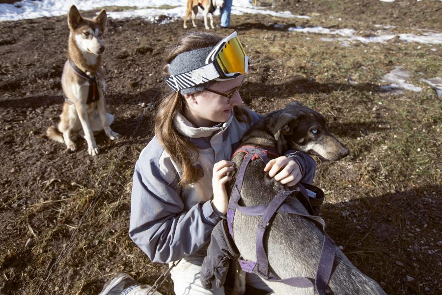 A Pas de Loups activité hors neige traction animale chiens de traineaux kart cani-balade
