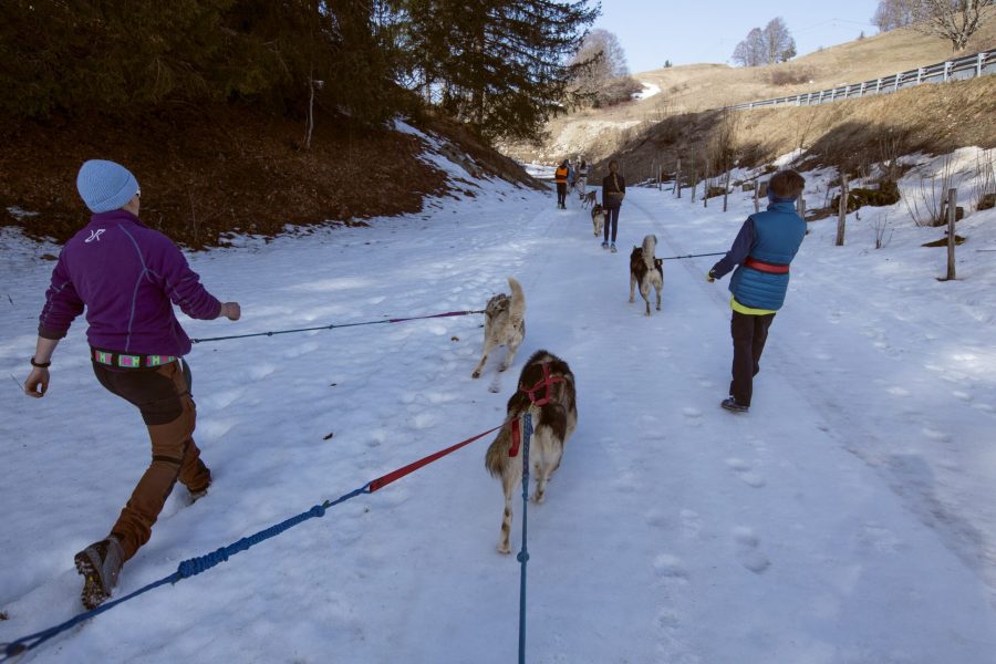 A Pas de Loups activité traction animale cani-balade hors neige avec chiens loups