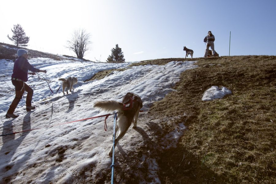 A Pas de Loups activité traction animale hors neige cani-balade