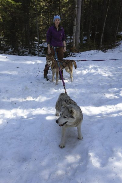 A Pas de Loups activité traction animale balade en foret