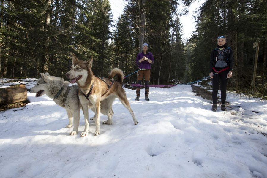 A Pas de Loups activité traction animale foret