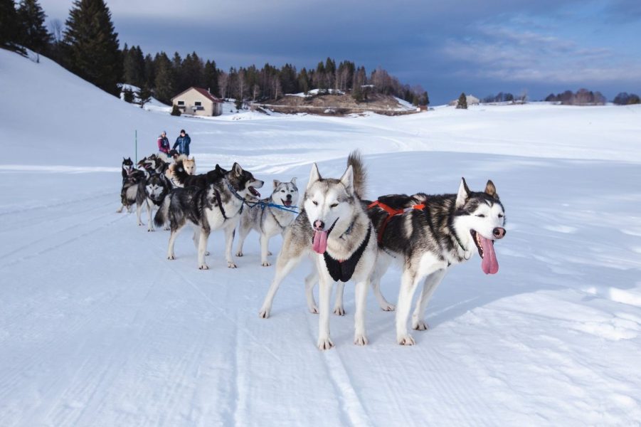 A Pas de Loups activité balade chiens de traineaux traction animale hiver jura montagne