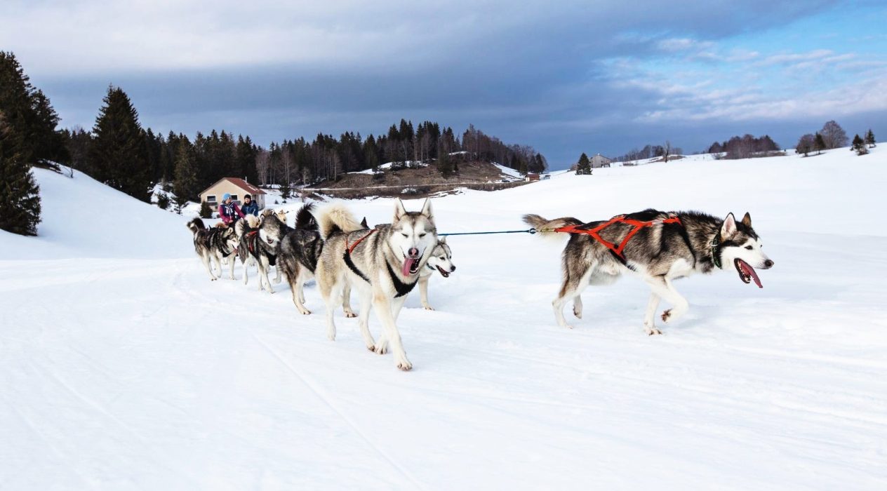 A Pas de Loups découverte balade chiens de traineaux