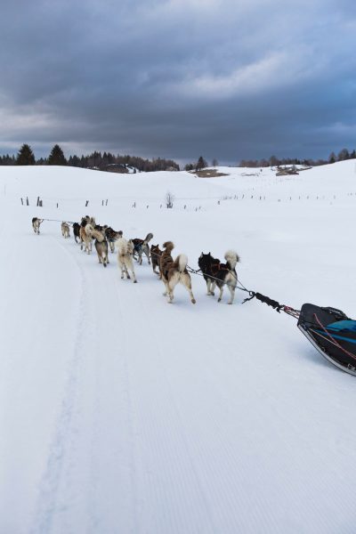 A Pas de Loups activité balade chiens de traineaux traction animale hiver jura