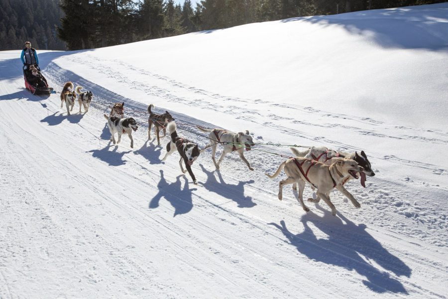 A Pas de Loups activité balade chiens de traineaux traction animale hiver sur neige