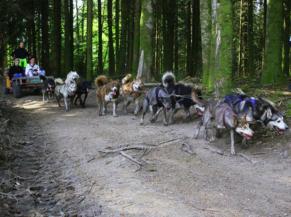 balade-kart-chiens-a-pas-de-loups-chiens
