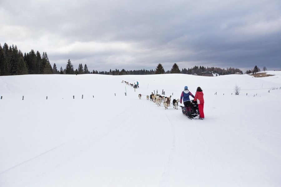 A Pas de Loups activité balade chiens de traineaux traction animale hiver