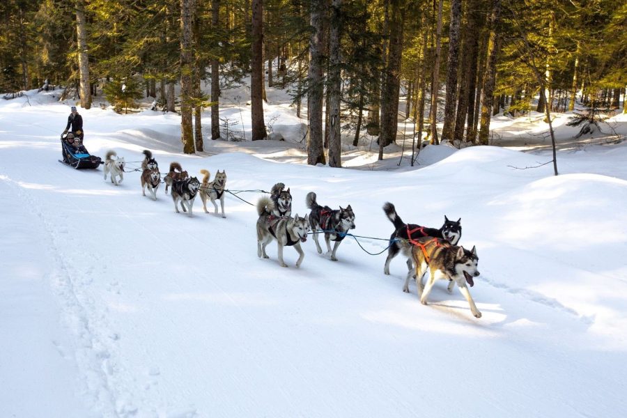 A Pas de Loups chiens de traineaux balade découverte en traineaux