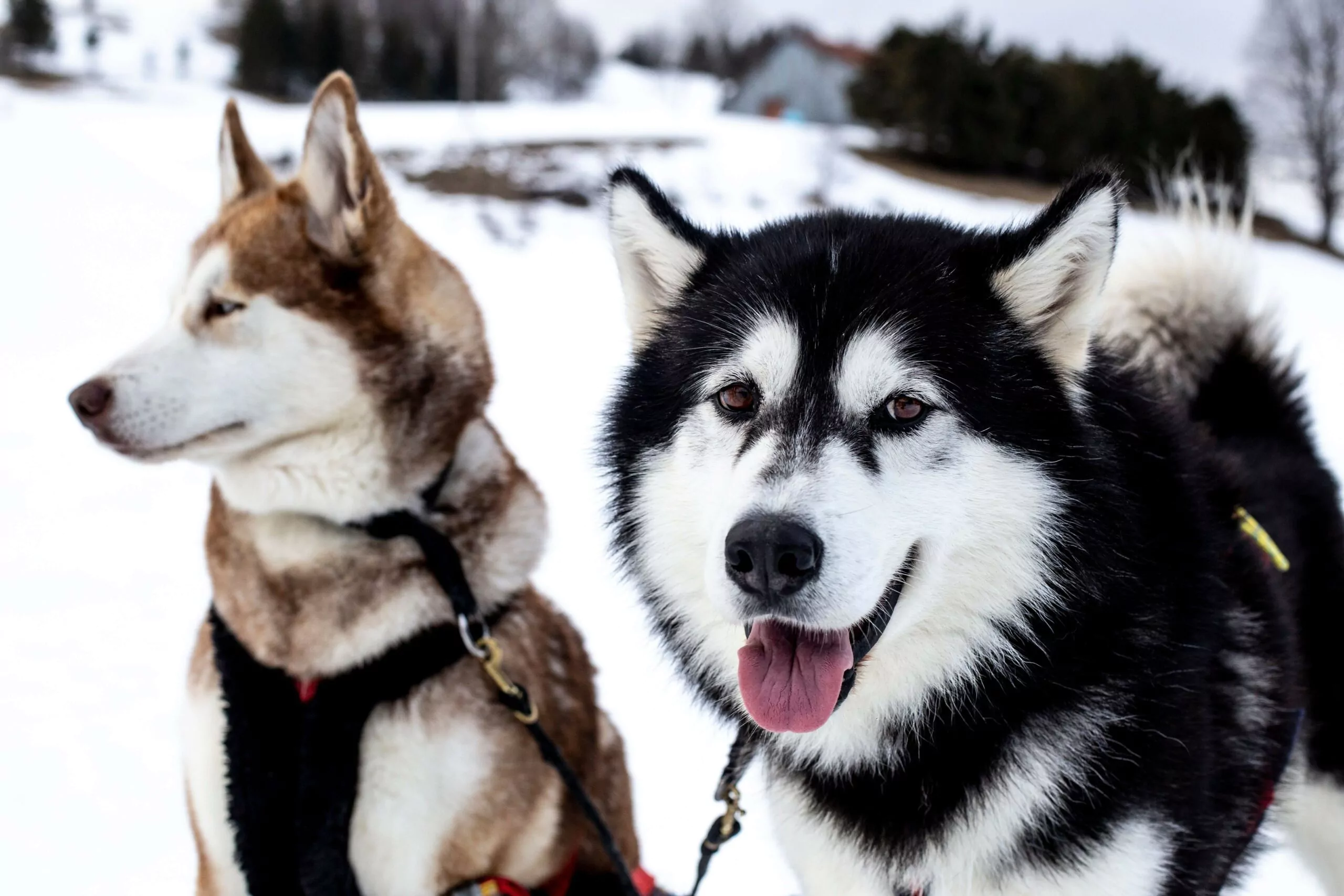 A Pas de Loups chiens de traineaux balade découverte chiens loups