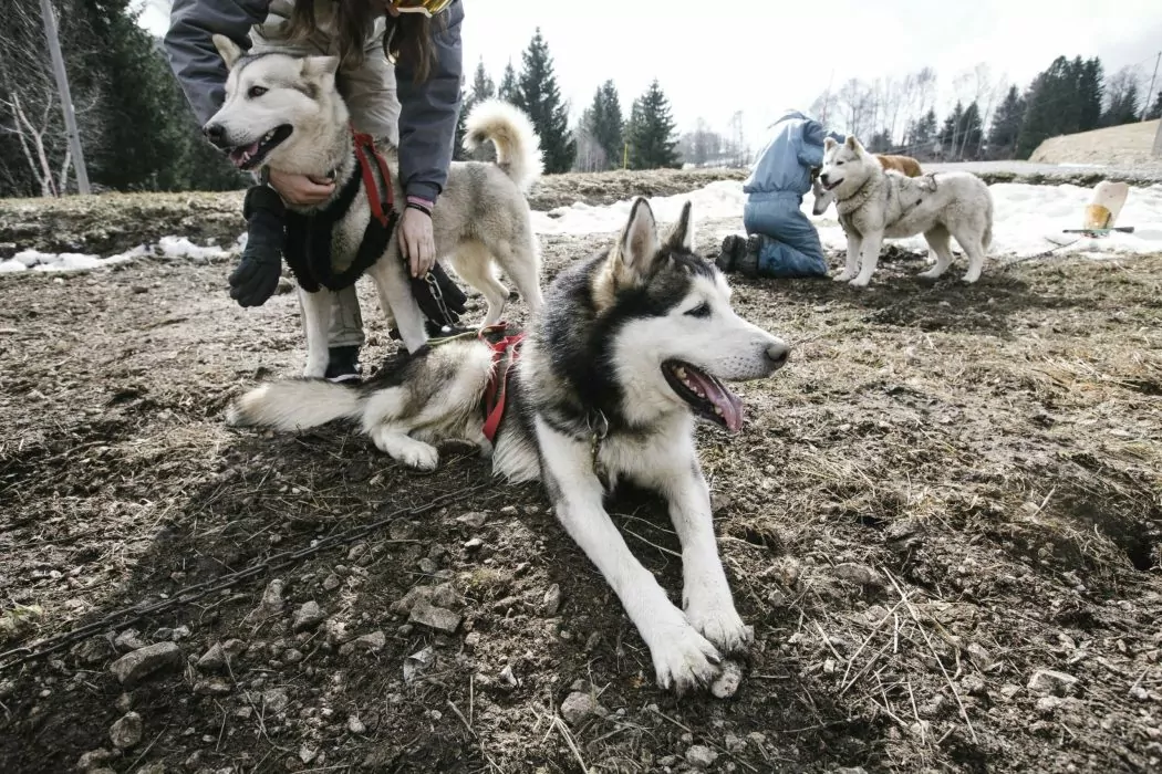 A Pas de Loups chiens de traineaux préparation attelage