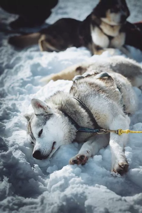 A Pas de Loups chiens de traineaux chiens neige allongé dort