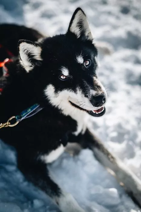 A Pas de Loups chiens de traineaux chiens neige allongé regard
