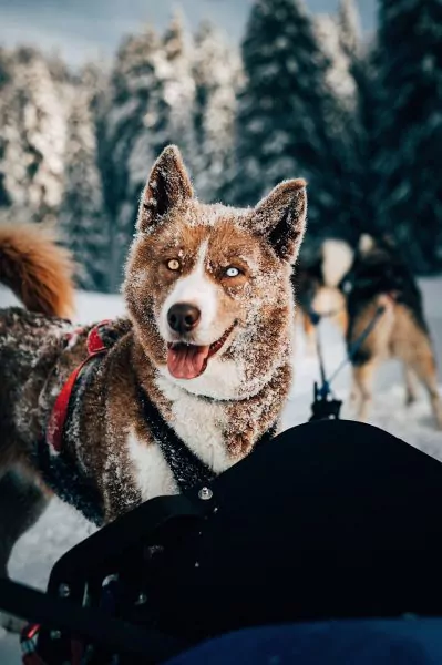 A Pas de Loups activité balade chiens de traineaux