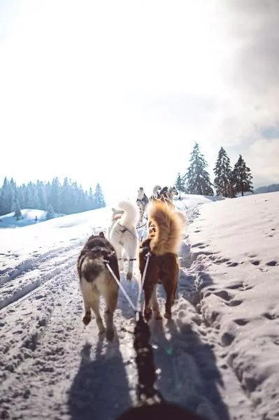 A Pas de Loups chiens de traineaux traction animale en hiver