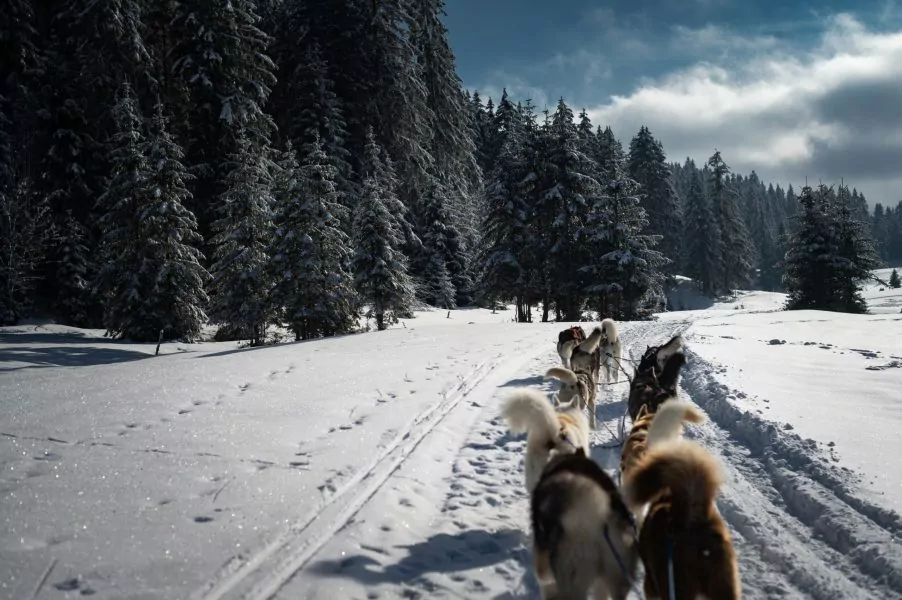 A Pas de Loups chiens de traineaux balade découverte en traineaux en hiver