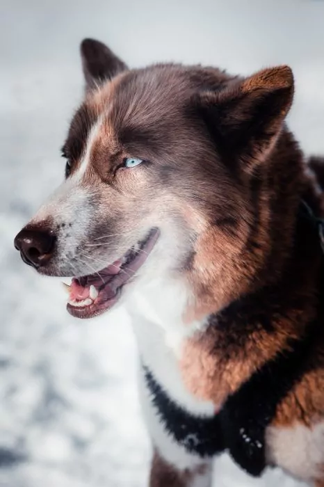 A Pas de Loups chiens de traineaux visage chien